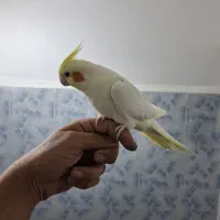 عروس هلندی|پرنده|پلدشت, |دیوار