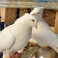 یک جفت کبوتر نروماده|پرنده|ابهر, |دیوار