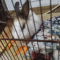 خرگوش نر|موش و خرگوش|رشت, کوی حسینی|دیوار