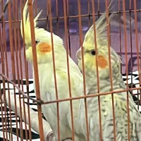 عروس|پرنده|اهواز, کوی فرهنگیان ۲|دیوار