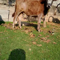 گاو یا ورزا کوله جرسی|حیوانات مزرعه|رشت, عینک|دیوار