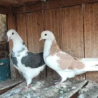 دو عدد تیکه پاره مهر عروسک