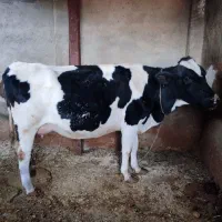 گاو هلشتاین