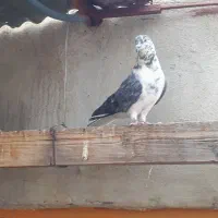 سینه باز دم سفید