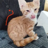 گربه|گربه|گرگان, |دیوار