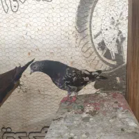سرور هفت رنگ