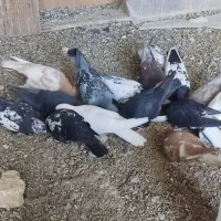 فروش جوجه پلاکی ورنگی