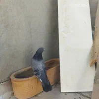 یه بوم کبوتر فروشی|پرنده|خمینیشهر, |دیوار