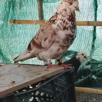 فروش تعدادی حیوون آس سو قدیم