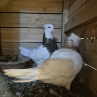 کبوتر|پرنده|رشت, یخسازی|دیوار