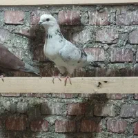 فرش یه تعداد نرو ماده|پرنده|بوکان, |دیوار