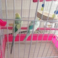 مرغ عشق جفت|پرنده|رشت, گلسار|دیوار