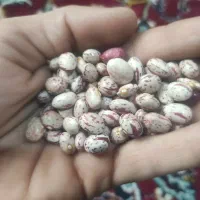 لوبیا چیتی بذر کوشا درجه یک ،،بوجاری شده،،