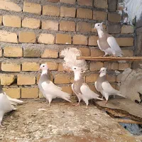 ۸عدد طوقی|پرنده|جوکار, |دیوار