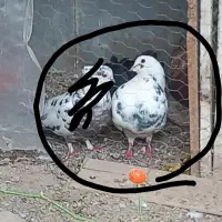 5تا کفتر دم چتری قیمت مناسب