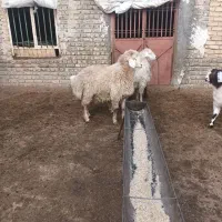 بره قوچ|حیوانات مزرعه|شیروان (خراسان), |دیوار