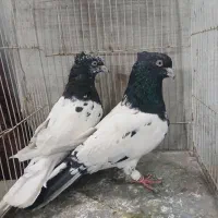 4جفت جفتگاه با جوجه