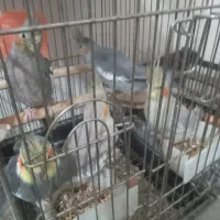 عروس هلندی مولد وجوجه|پرنده|زند, |دیوار