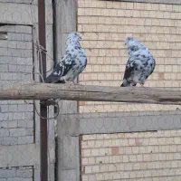 یه جفت کبوتر قاره ..