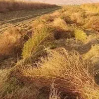 جارو فراشی
