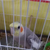 عروس هلندی سخنگو|پرنده|رامهرمز, |دیوار