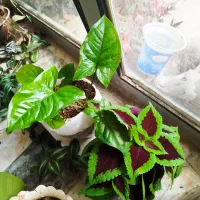 عنواع گل و 2تابلو عکس