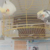 یک جفت عروس مولد|پرنده|تهران, تهران‌ویلا|دیوار