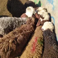 6بره نر سبک وزن