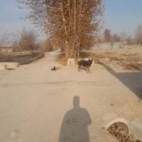 لاس ژرمن|سگ|فلاورجان, |دیوار