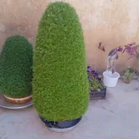سبزه برای مراسمات مختلف