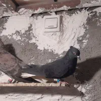 کبوترنروماده دم سفید