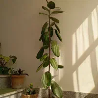 گل طبیعی فیکوس