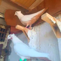 کفتر دمبی|پرنده|شیراز, دلگشا|دیوار