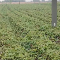 نهال توت فرنگی خانببین اصلی