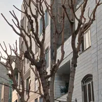 هرس درخت حرفه ای و تمیز|خدمات باغبانی و درختکاری|تهران, الهیه|دیوار