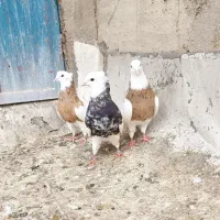 کبوتر طوقی بار جدید