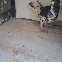 ماده چپ سیاه ماده خوشرنگ سیاه گلدار|پرنده|شیراز, شهرک مفتح|دیوار