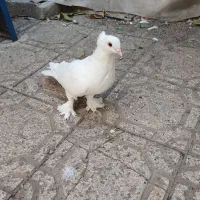 سفید کاکلی پرپا