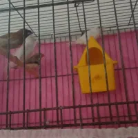 دوجفت فنچ