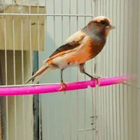 قناری جیبوس نرپرتغالی سرخ سهره رنگ همه بخون|پرنده|مشهد, گلشور|دیوار