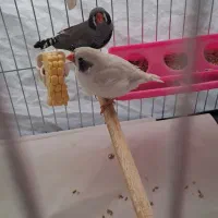 قفس نوی نو بزرگ|لوازم جانبی حیوانات|تهران, علم و صنعت|دیوار