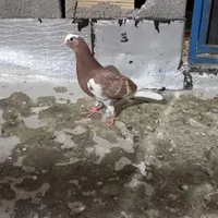 کبوتر