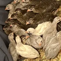 جوجه مرغ شاخدار ۲۰ روزه