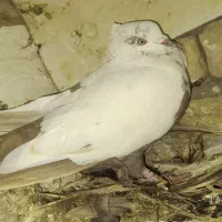 دمی ماده . دم قهوه ای