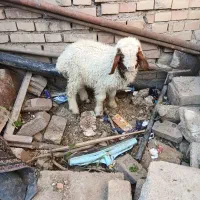 بره.میش.بز.بیگ|حیوانات مزرعه|دزفول, |دیوار