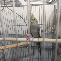 عروس هلندی نر