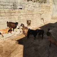 گوشت بزغاله