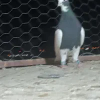 طوقی سیاه همه چی تموم