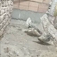 مرغ وخروس|حیوانات مزرعه|بهارستان, |دیوار