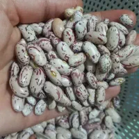 لوبیا چیتی اعلا